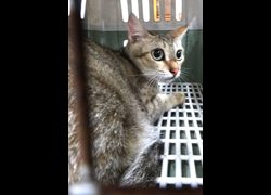 宜蘭縣流浪動物中途之家,編號:470762, 混種貓                 