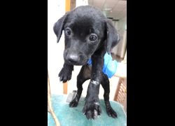 宜蘭縣流浪動物中途之家,編號:470765, 混種犬          