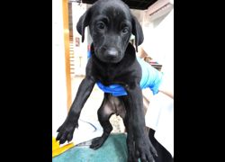 宜蘭縣流浪動物中途之家,編號:470766, 混種犬          