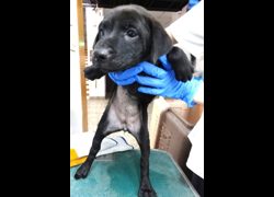 宜蘭縣流浪動物中途之家,編號:470767, 混種犬          