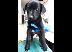 宜蘭縣流浪動物中途之家,編號:470768, 混種犬          