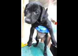 宜蘭縣流浪動物中途之家,編號:470769, 混種犬          