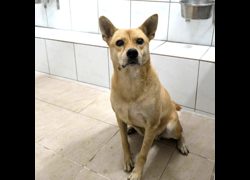 新竹縣動物保護教育園區,編號:470764, 混種犬          