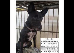 雲林縣流浪動物收容所,編號:470725, 混種犬          