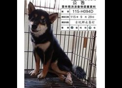 雲林縣流浪動物收容所,編號:470723, 柴犬                  