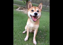 新竹縣動物保護教育園區,編號:470784, 柴犬                  
