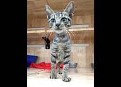 新竹縣動物保護教育園區,編號:470801, 混種貓                 