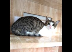新竹縣動物保護教育園區,編號:470814, 混種貓                 