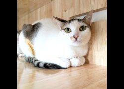 新竹縣動物保護教育園區,編號:470813, 混種貓                 