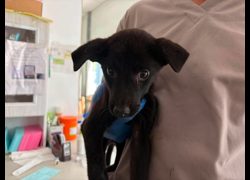 臺北市動物之家,編號:470818, 混種犬          