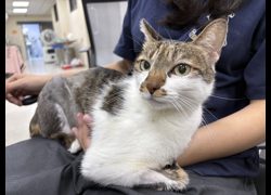 桃園市動物保護教育園區,編號:470822, 混種貓                 