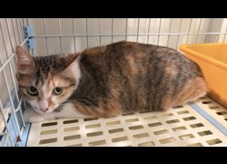 新北市中和區公立動物之家,編號:470826, 混種貓                 