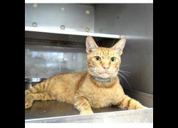 新竹縣動物保護教育園區,編號:470815, 混種貓                 