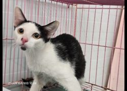 臺北市動物之家,編號:470831, 混種貓                 