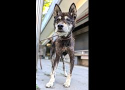 新竹縣動物保護教育園區,編號:470832, 柴犬                  