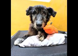 新竹縣動物保護教育園區,編號:470836, 混種犬          