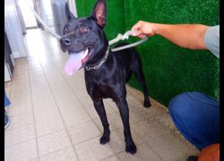 南投縣公立動物收容所,編號:470838, 混種犬          