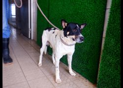 南投縣公立動物收容所,編號:470839, 混種犬          