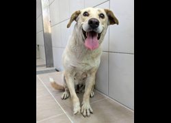 新竹縣動物保護教育園區,編號:470841, 混種犬          
