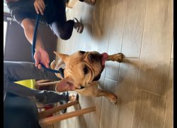 新北市中和區公立動物之家,編號:470860, 法國鬥牛犬
