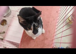 臺北市動物之家,編號:470869, 混種貓                 