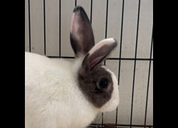 澎湖縣流浪動物收容中心,編號:467744, 混種家兔