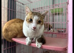 臺北市動物之家,編號:470885, 混種貓                 