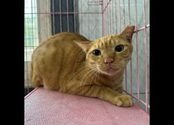 臺北市動物之家,編號:470884, 混種貓                 