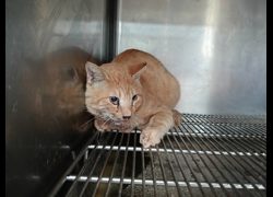 新竹市動物保護教育園區,編號:470891, 混種貓                 