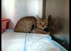 新竹市動物保護教育園區,編號:470893, 混種貓                 