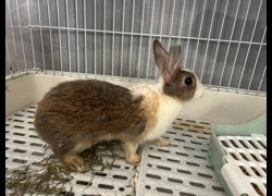 新竹市動物保護教育園區,編號:470894, 道奇兔