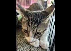 臺東縣動物收容中心,編號:470897, 混種貓                 