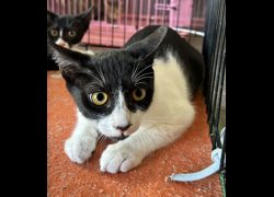 臺東縣動物收容中心,編號:470898, 混種貓                 