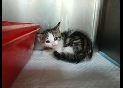 新竹市動物保護教育園區,編號:470900, 混種貓                 