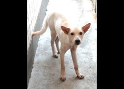 宜蘭縣流浪動物中途之家,編號:470770, 混種犬          