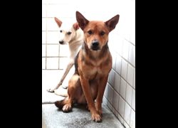 宜蘭縣流浪動物中途之家,編號:470771, 混種犬          