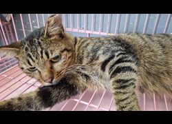 臺東縣動物收容中心,編號:470914, 混種貓                 