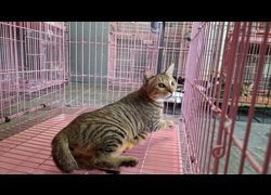 臺東縣動物收容中心,編號:470916, 混種貓                 