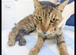 臺北市動物之家,編號:470929, 混種貓                 