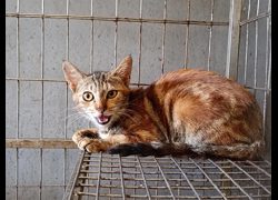 新竹市動物保護教育園區,編號:470930, 混種貓                 