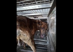 臺南市動物之家善化站,編號:470945, 混種犬          