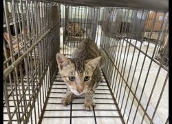 金門縣動物收容中心,編號:470936, 混種貓                 