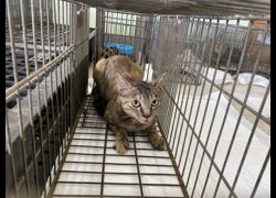 金門縣動物收容中心,編號:470937, 混種貓                 