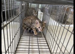 金門縣動物收容中心,編號:470938, 混種貓                 