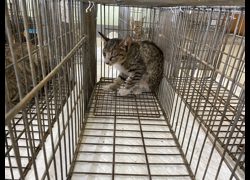 金門縣動物收容中心,編號:470939, 混種貓                 
