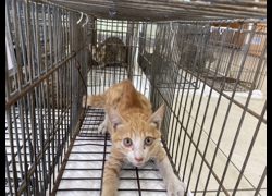 金門縣動物收容中心,編號:470940, 混種貓                 