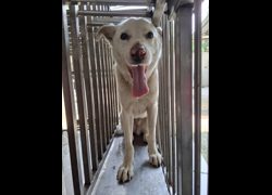 臺南市動物之家善化站,編號:470949, 混種犬          