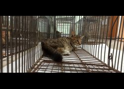 金門縣動物收容中心,編號:470941, 混種貓                 