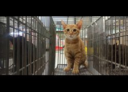 金門縣動物收容中心,編號:470942, 混種貓                 