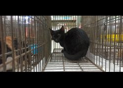 金門縣動物收容中心,編號:470943, 混種貓                 